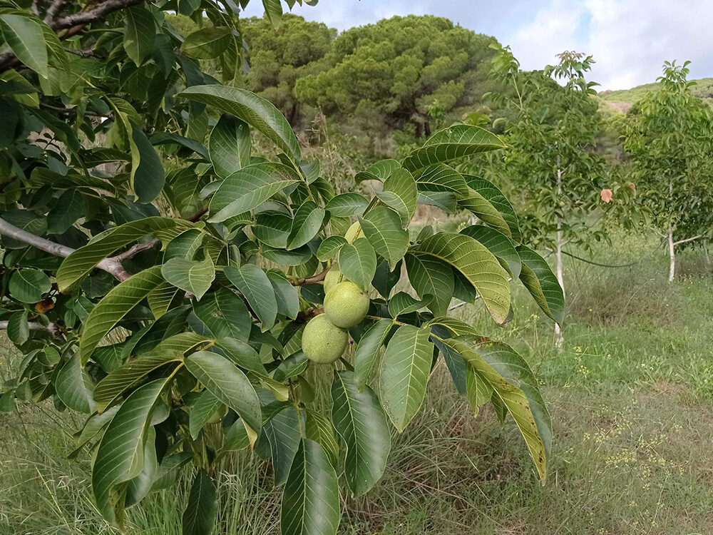Les nogueres de Can Parcala que produeixen les nous del Maresme.